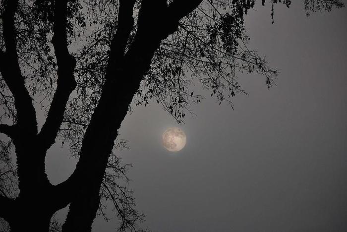 Moon galleon ghostly ikebana roadside