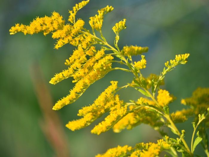 The goldenrod is yellow poem