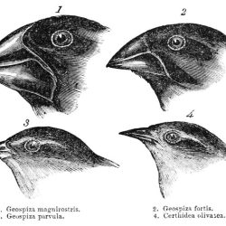 Galapagos island finches worksheet answer key