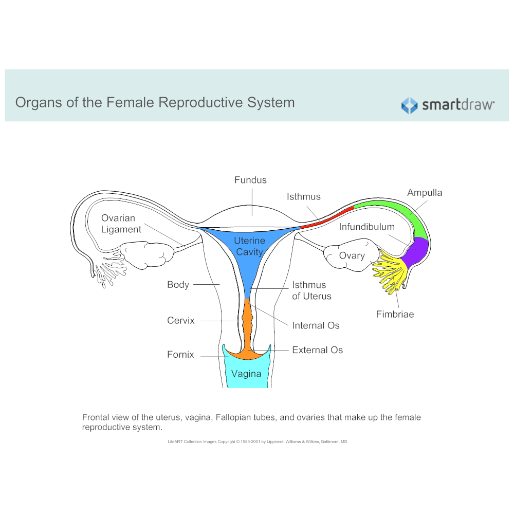 Correctly label the following structures of the female reproductive system