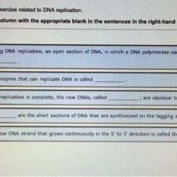 Complete the following vocabulary exercise related to dna replication