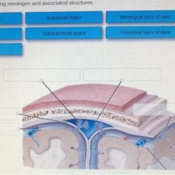 Female reproductive structures label pelvis hints provided using os external cervical chegg canal internal solved transcribed text show cervi