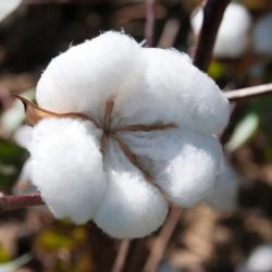 Cotton fields california