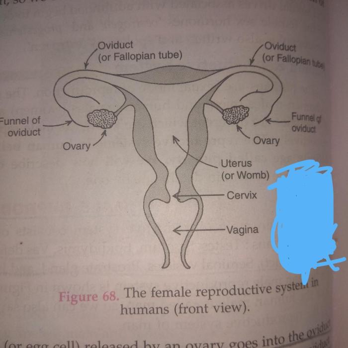 Correctly label the following structures of the female reproductive system