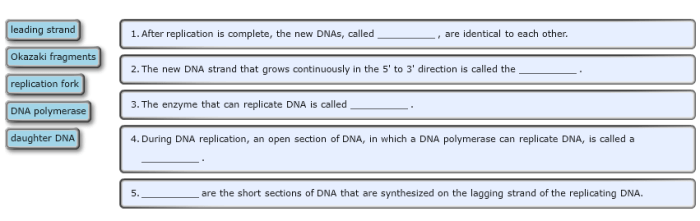 Complete the following vocabulary exercise related to dna replication