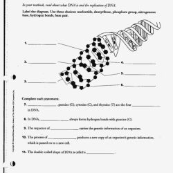 Unit 12 dna worksheet structure of dna and replication