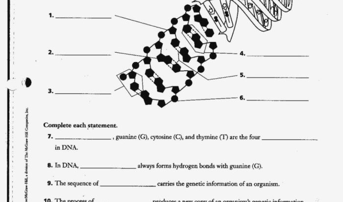 Unit 12 dna worksheet structure of dna and replication